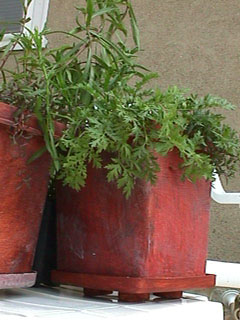 planter bucket
